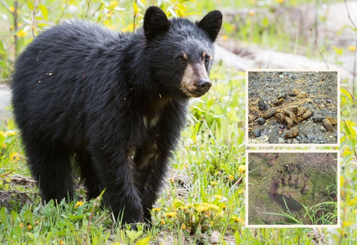 A young black bear standing in a field surrounded by greenery.