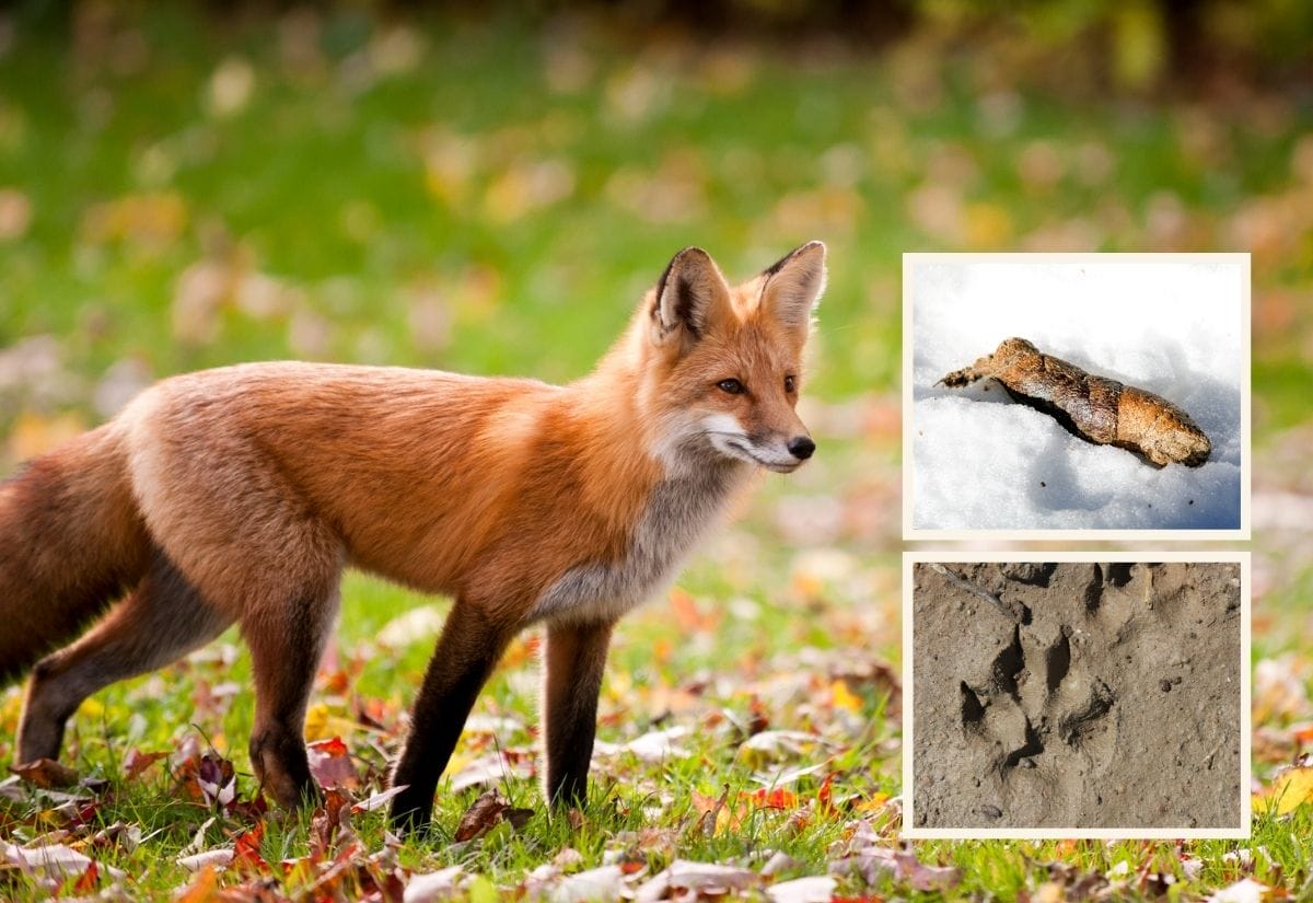 A red fox standing in a grassy field with scattered autumn leaves.