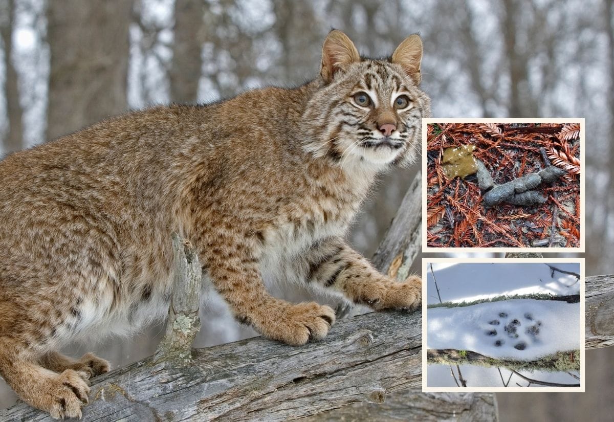 A bobcat perched on a log in a snowy forest.