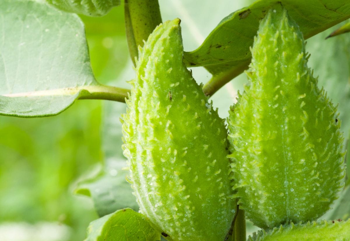 Close-up of green milkweed pods growing on a plant.