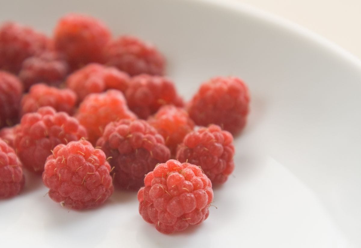 A bowl of freshly picked wild raspberries on a white plate.