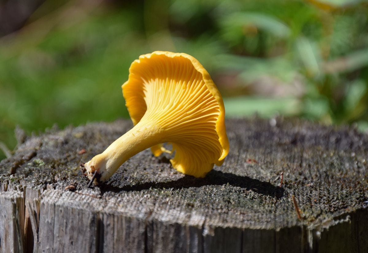 A single golden chanterelle mushroom laying on a mossy tree stump.