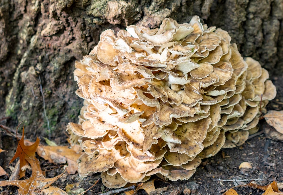 A large cluster of hen of the woods (maitake) mushrooms growing at the base of a tree.