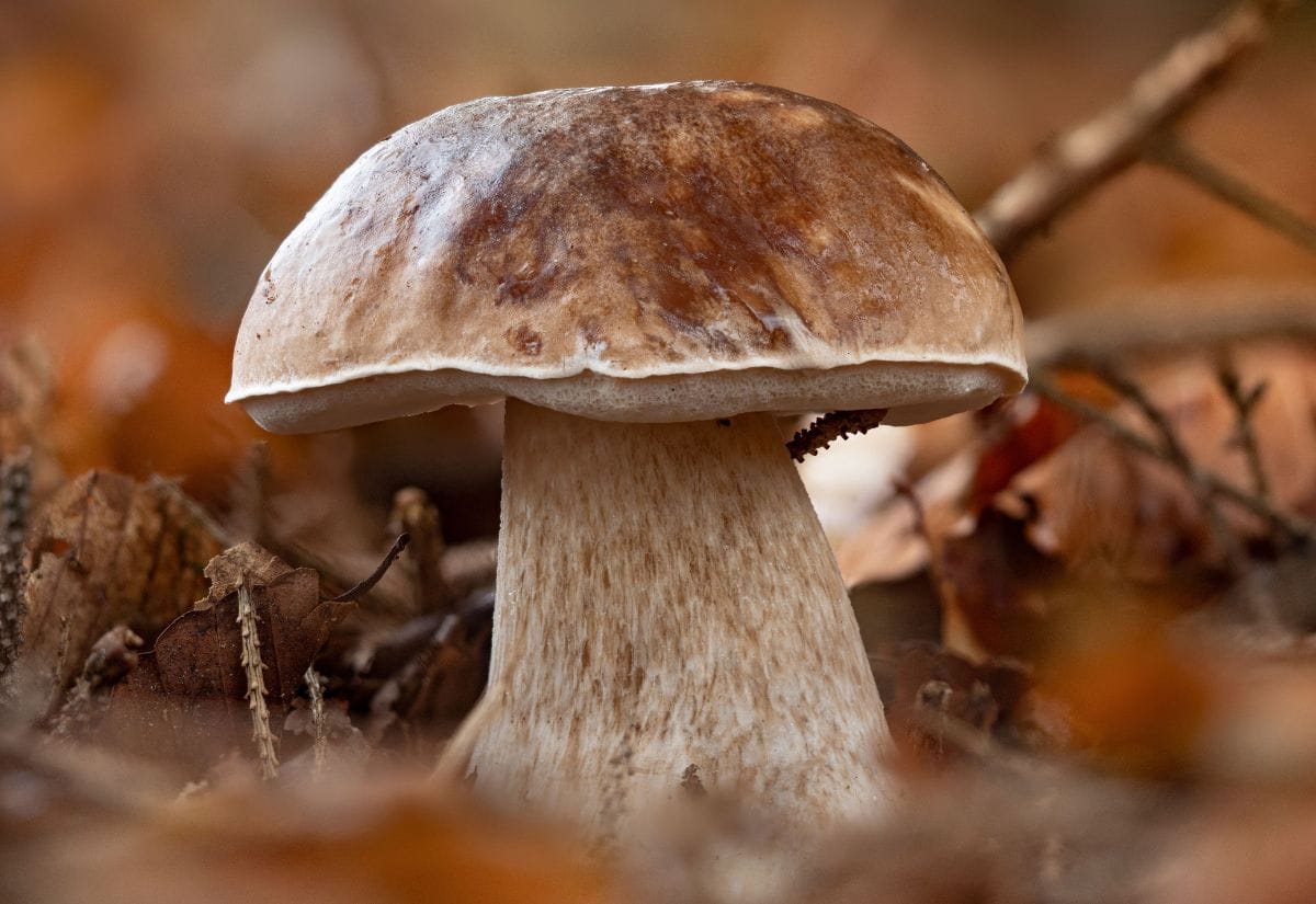 A porcini (king bolete) mushroom growing among fallen leaves in a Maine forest.