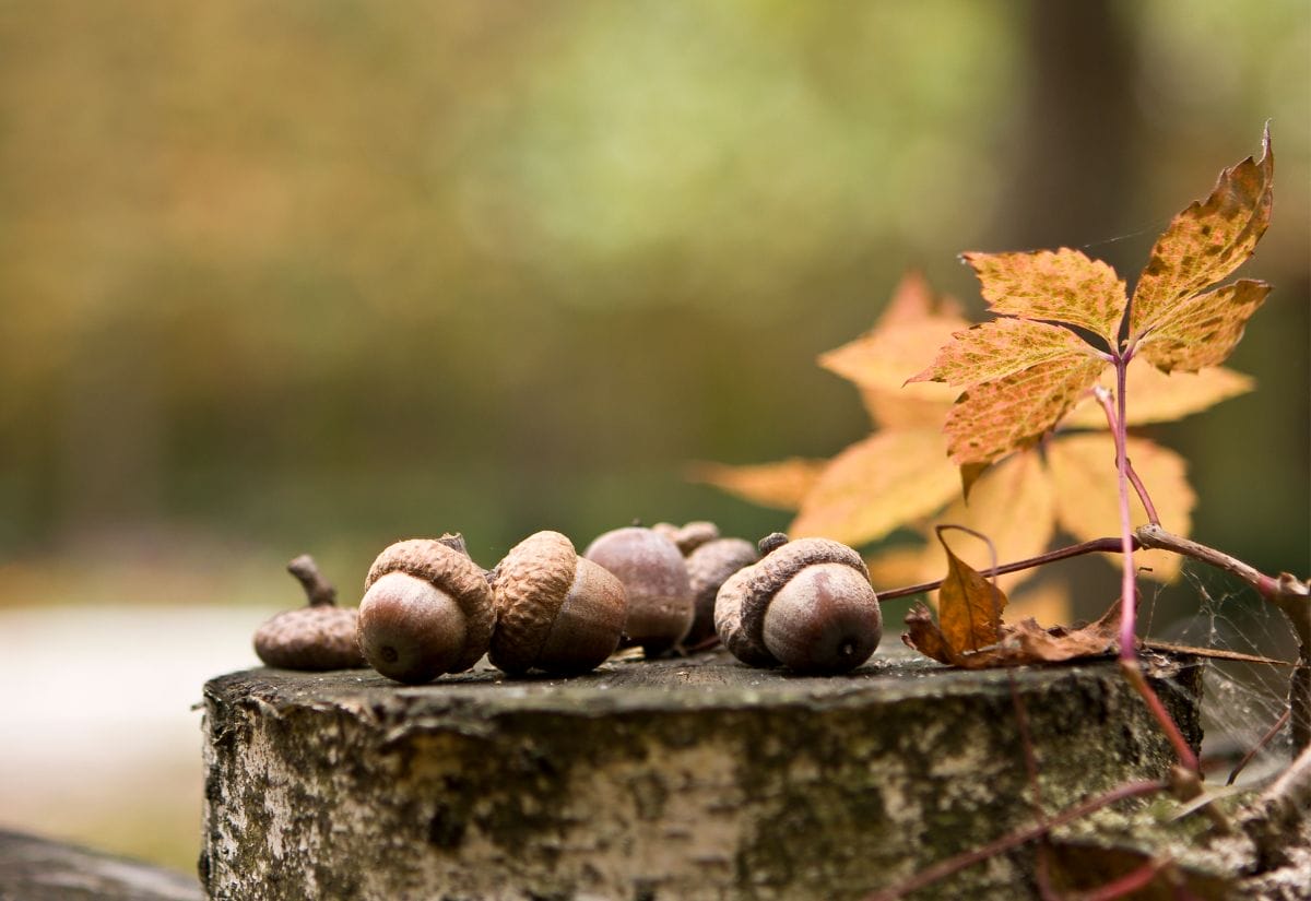 A close-up of acorns on a wooden stump surrounded by autumn leaves.