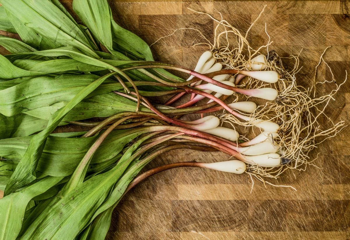 A bundle of fresh ramps with green leaves and roots on a wooden cutting board.