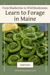 A plate of fresh green fiddlehead ferns with a slice of lemon, highlighting Maine’s wild edibles.