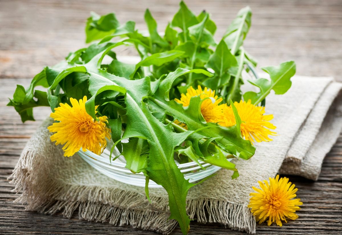 Freshly picked dandelion greens with yellow flowers on a table.