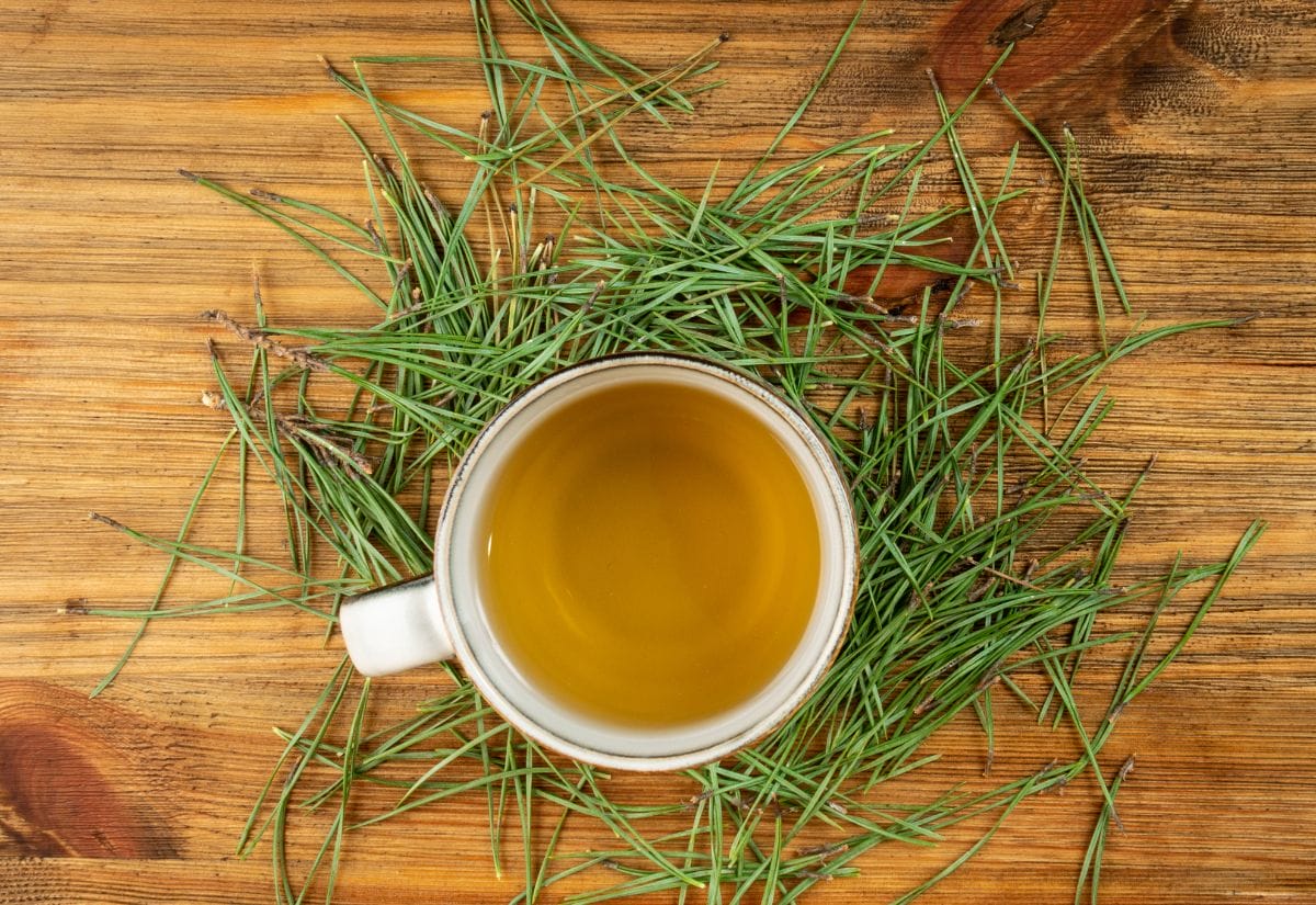 A steaming cup of pine needle tea surrounded by fresh pine needles.