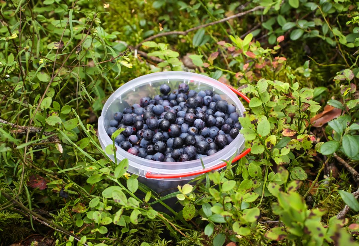 A plastic container filled with freshly picked wild blueberries in the forest.