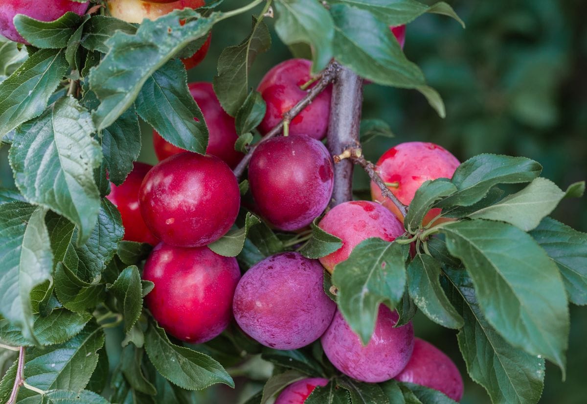 Ripe beach plums on a branch, ready to be foraged.