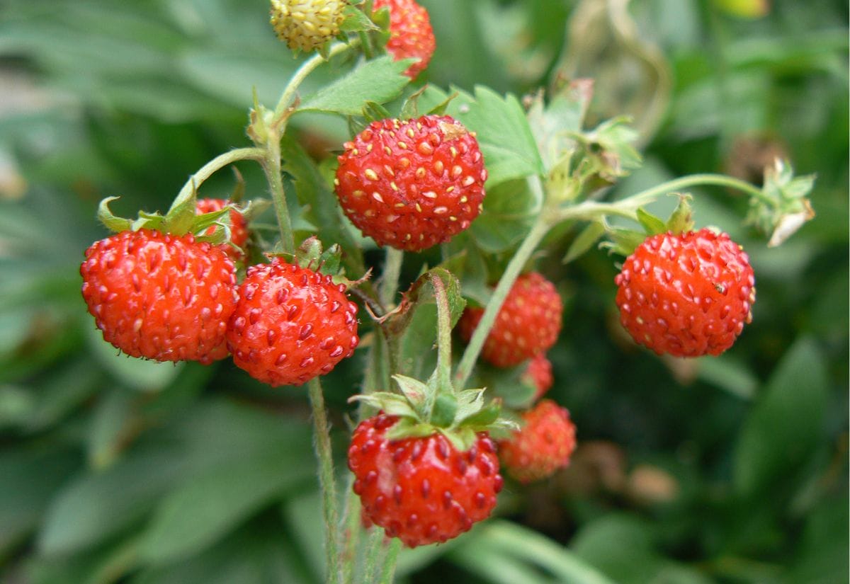 Small, ripe wild strawberries on a bush. 