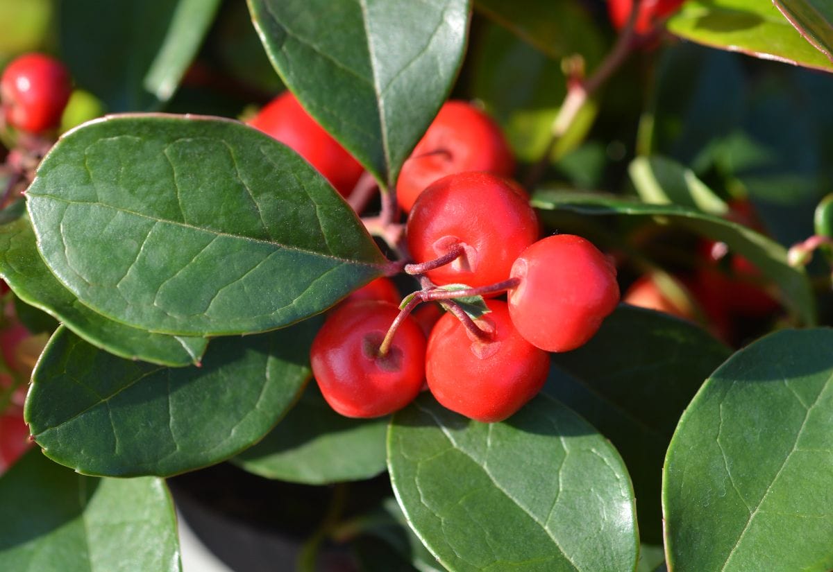 Bright red wintergreen berries nestled among green leaves.