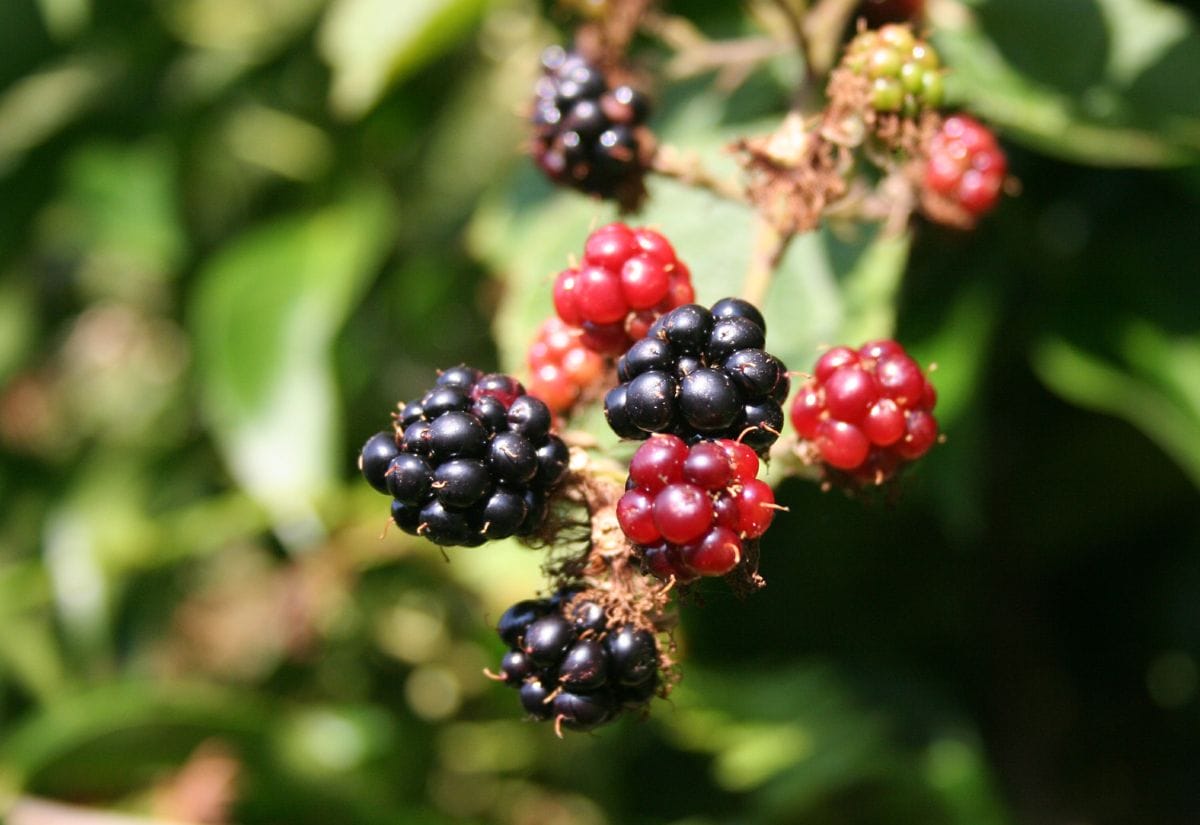 A cluster of ripe blackberries and red unripe berries on a bush.