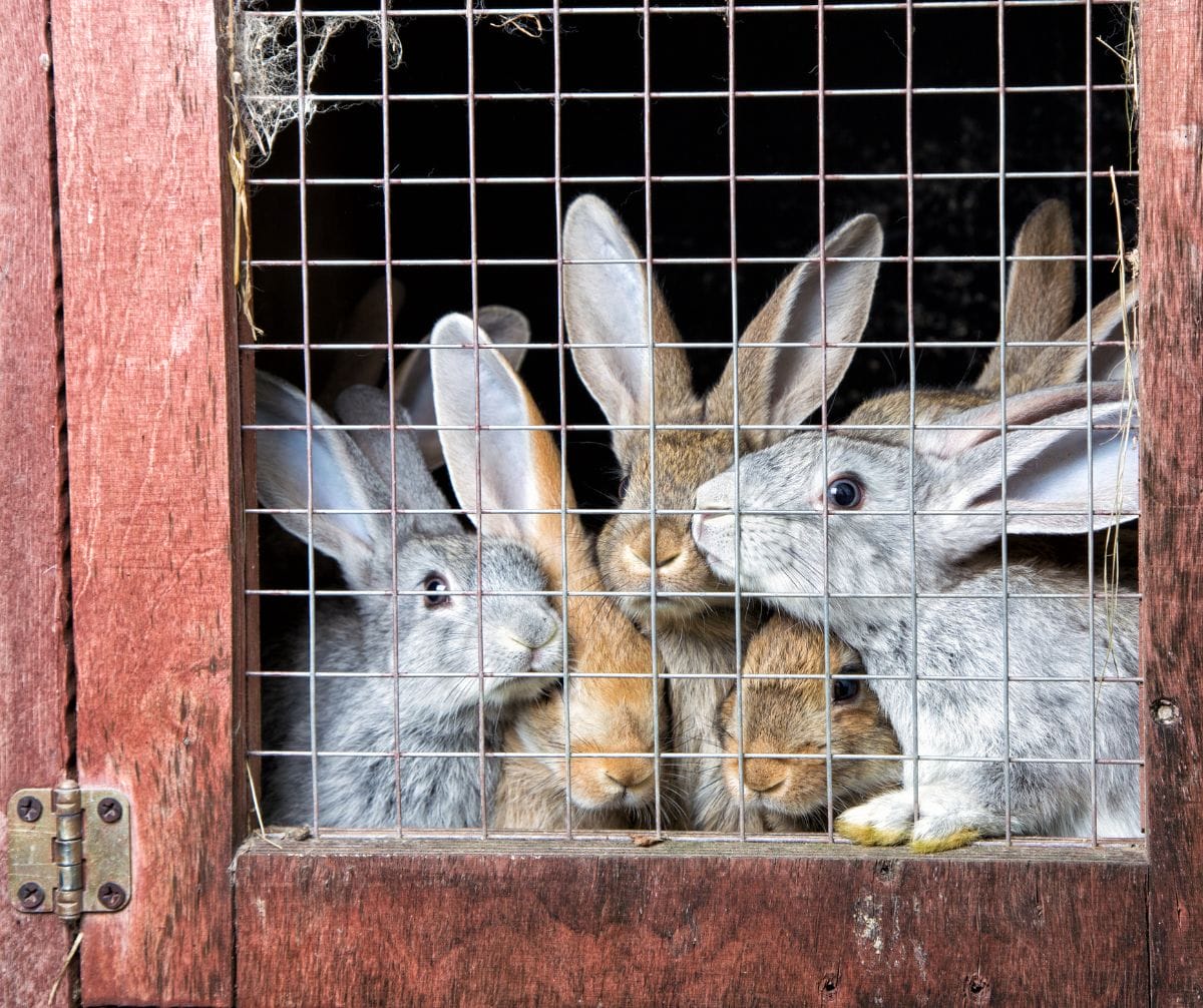 Group of rabbits huddled together in a wooden outdoor hutch.