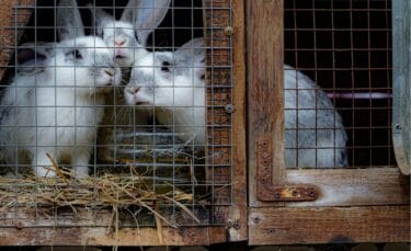 Rabbits sitting on a thick layer of straw inside an outdoor hutch.