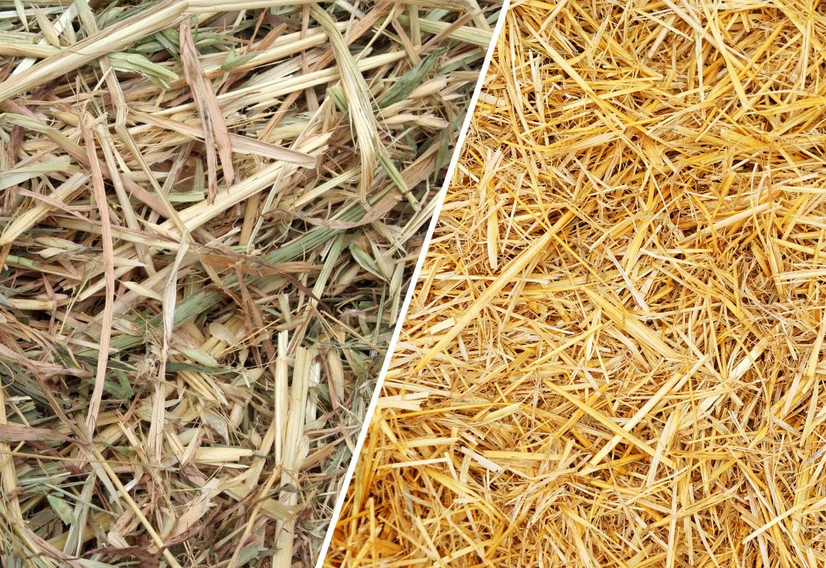 Side-by-side comparison of hay and straw, showing the difference in texture and color.