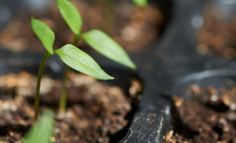 Close-up of healthy green vegetable seedlings growing in a seed tray filled with rich soil.