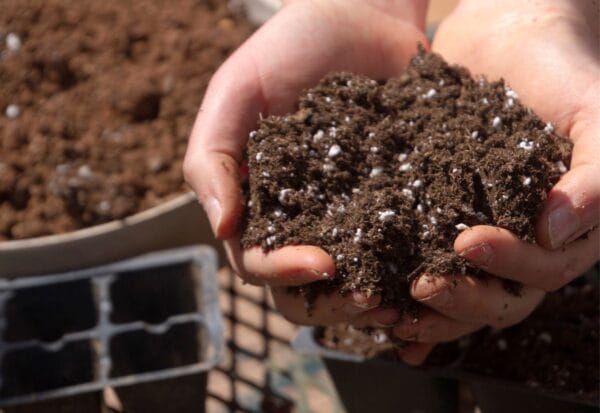 How to Create the Perfect Soil for Vegetable Seedlings