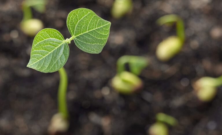 Close-up of a newly sprouted seedling with two delicate green leaves emerging from dark soil, surrounded by several other small sprouts just starting to break through.