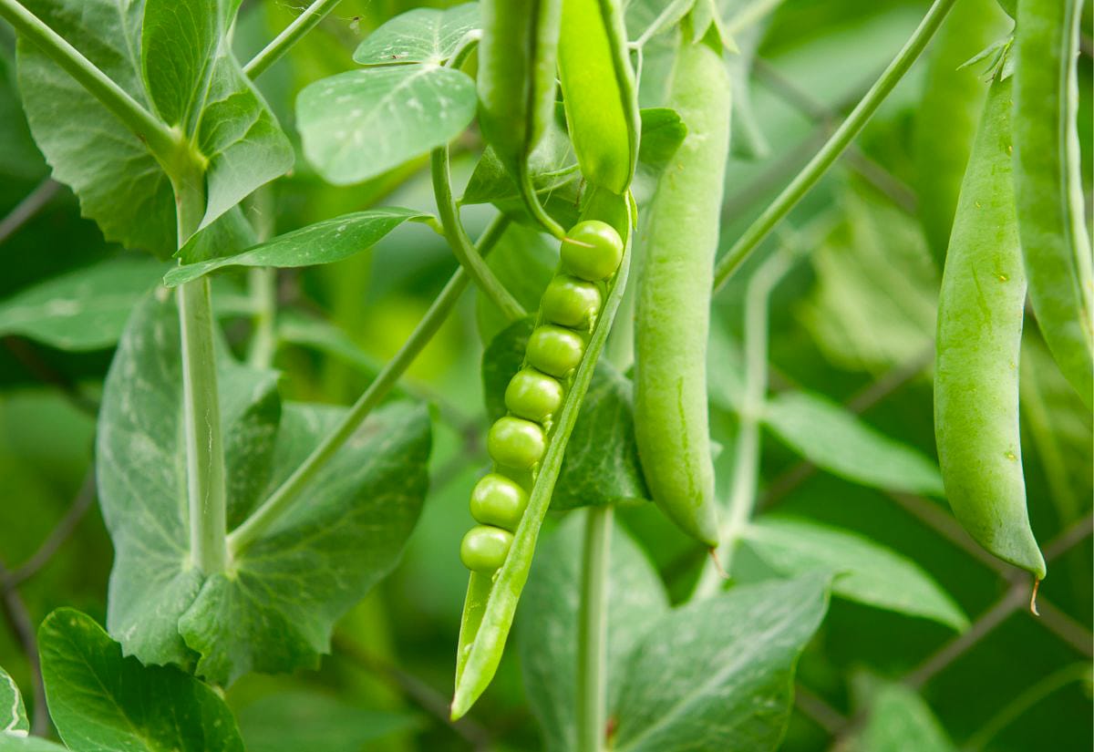 Green pea pods growing on the vine, including an open pod showing a row of round peas inside, surrounded by healthy green leaves and tendrils.