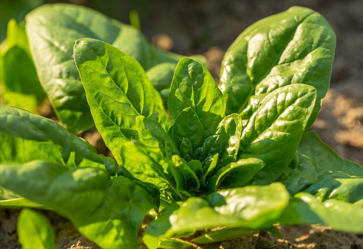 Robust spinach plant growing in the garden, with thick, glossy green leaves catching warm sunlight near the soil surface.