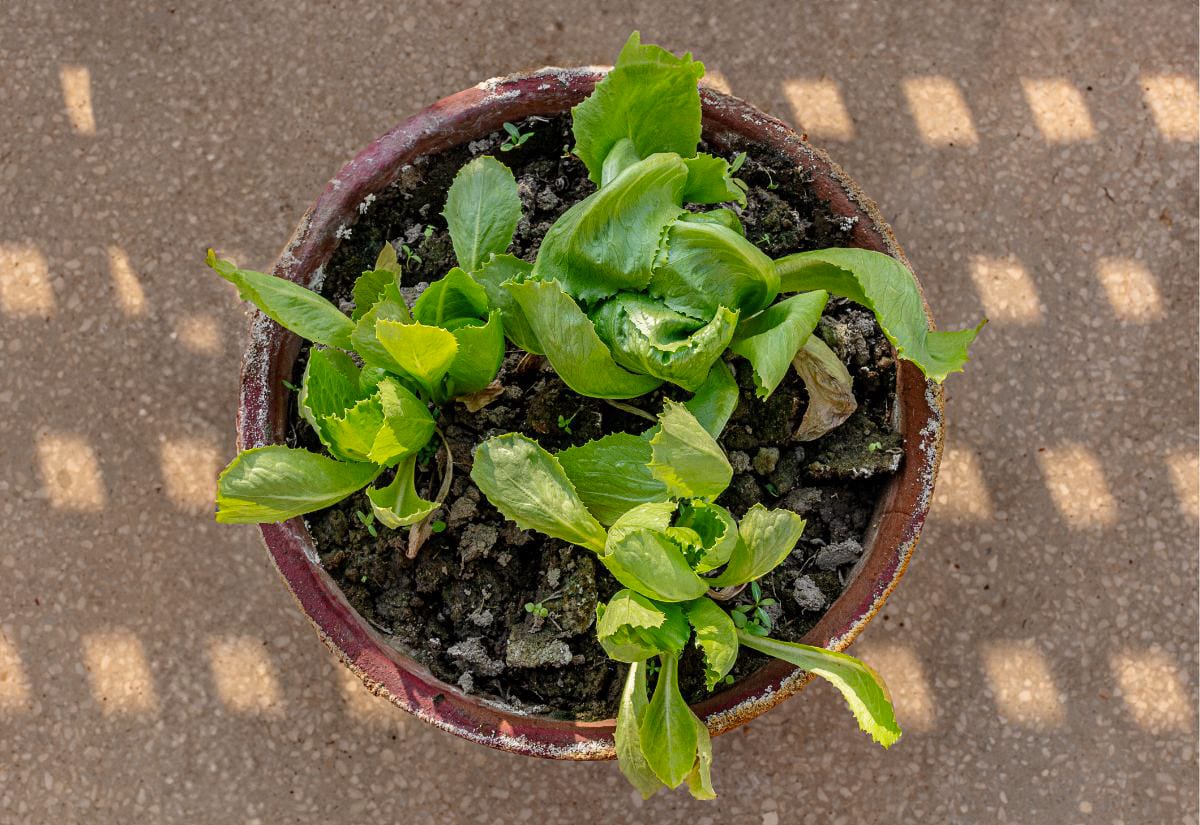 Overhead view of young lettuce plants growing in a clay container, showing several tender green leaves in compact, container-friendly soil.