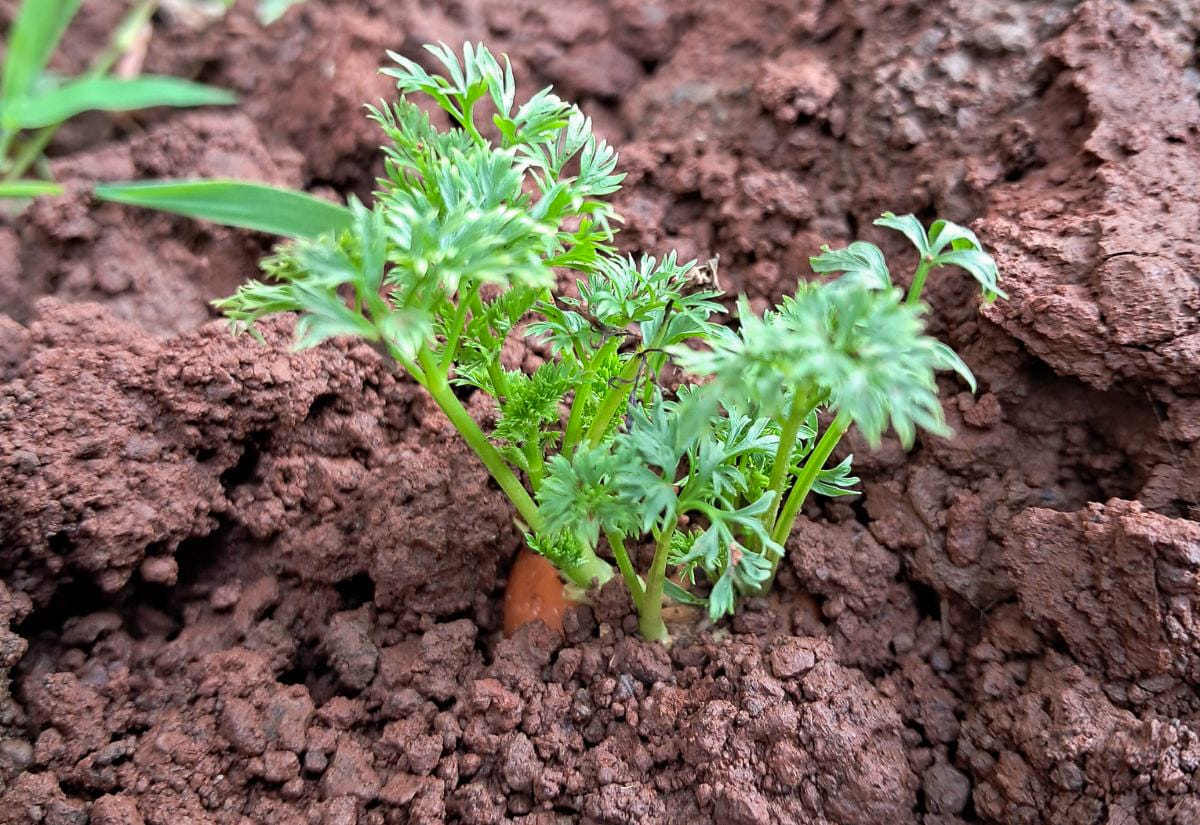 Close-up of a tiny carrot seedling with feathery green foliage emerging from loose, reddish-brown soil, showing the early stage of root development.