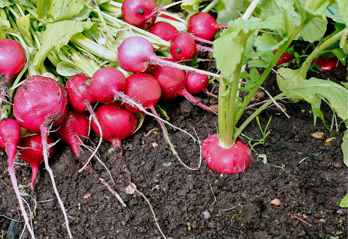 Cluster of bright red radishes freshly pulled from the soil, with roots and leafy tops still attached and scattered across dark garden earth.