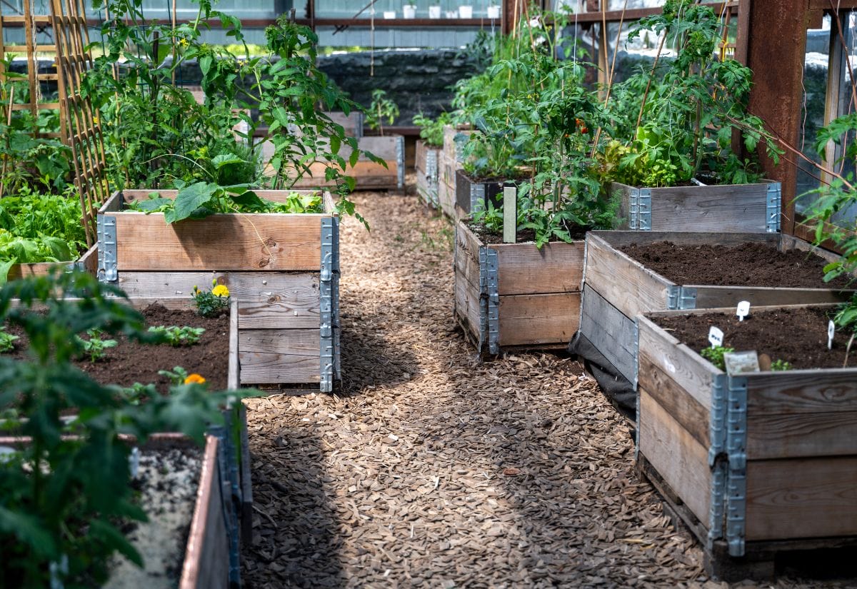 Raised garden beds in a greenhouse with lush vegetable plants growing under filtered sunlight.