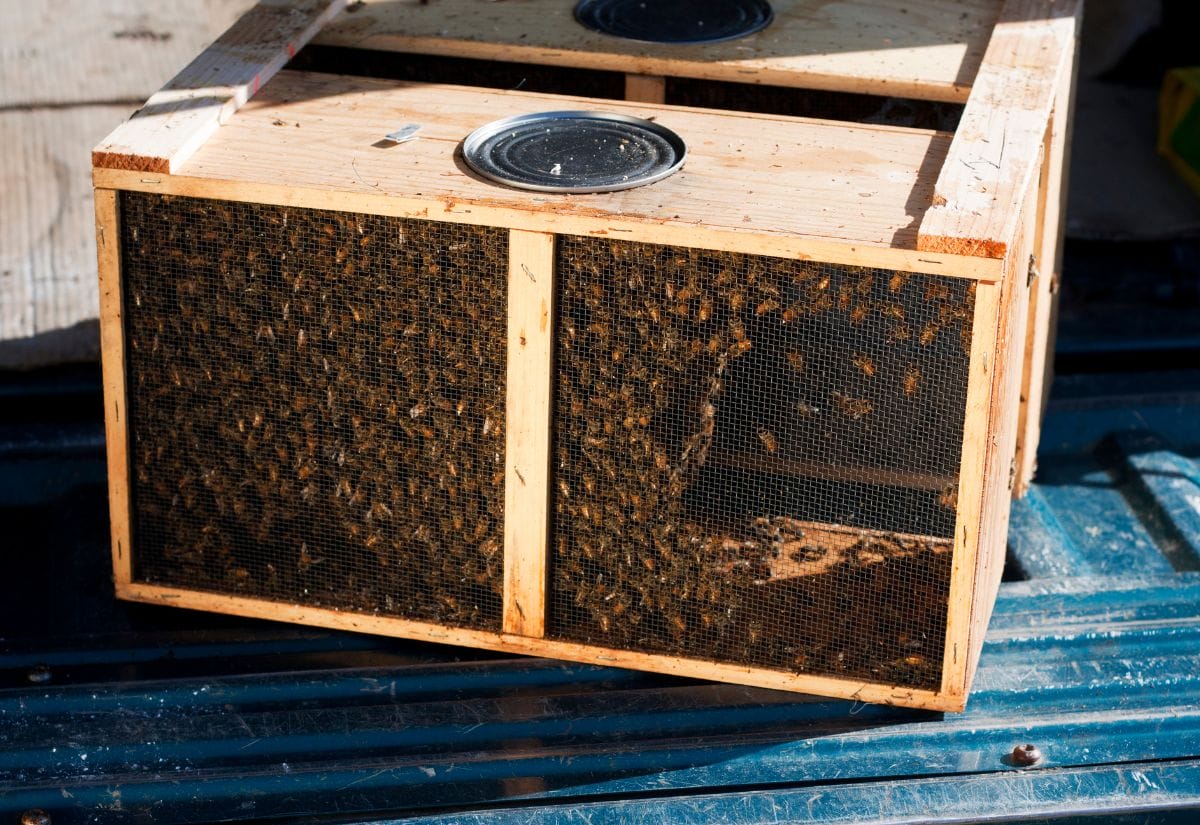 A wooden package box filled with bees, ready for transport to a new hive location.