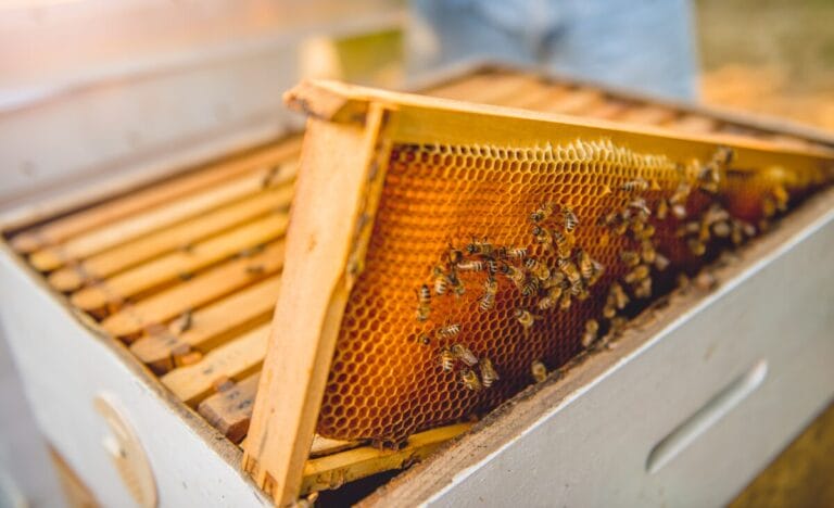 A close-up view of a Langstroth hive frame with bees actively working on honeycomb.