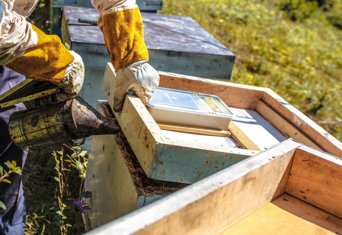 A beekeeper using a smoker to calm bees while working on a hive outdoors.