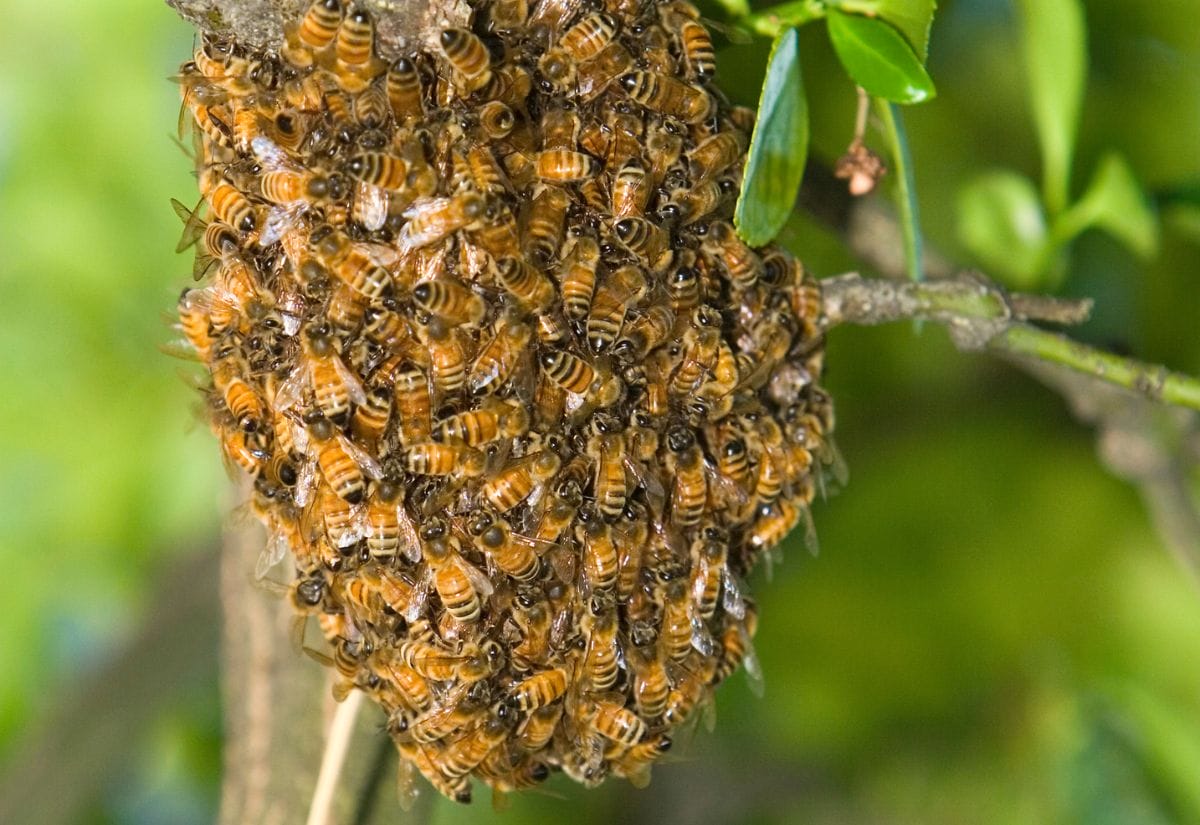 A large cluster of honeybees forming a natural swarm on a tree branch.