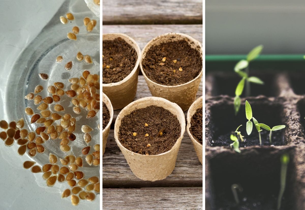 Close-up of tomato seeds, biodegradable pots filled with soil, and young seedlings emerging in seed trays.