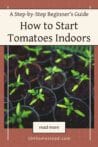 Rows of tomato seedlings in round black pots, thriving under the right conditions.