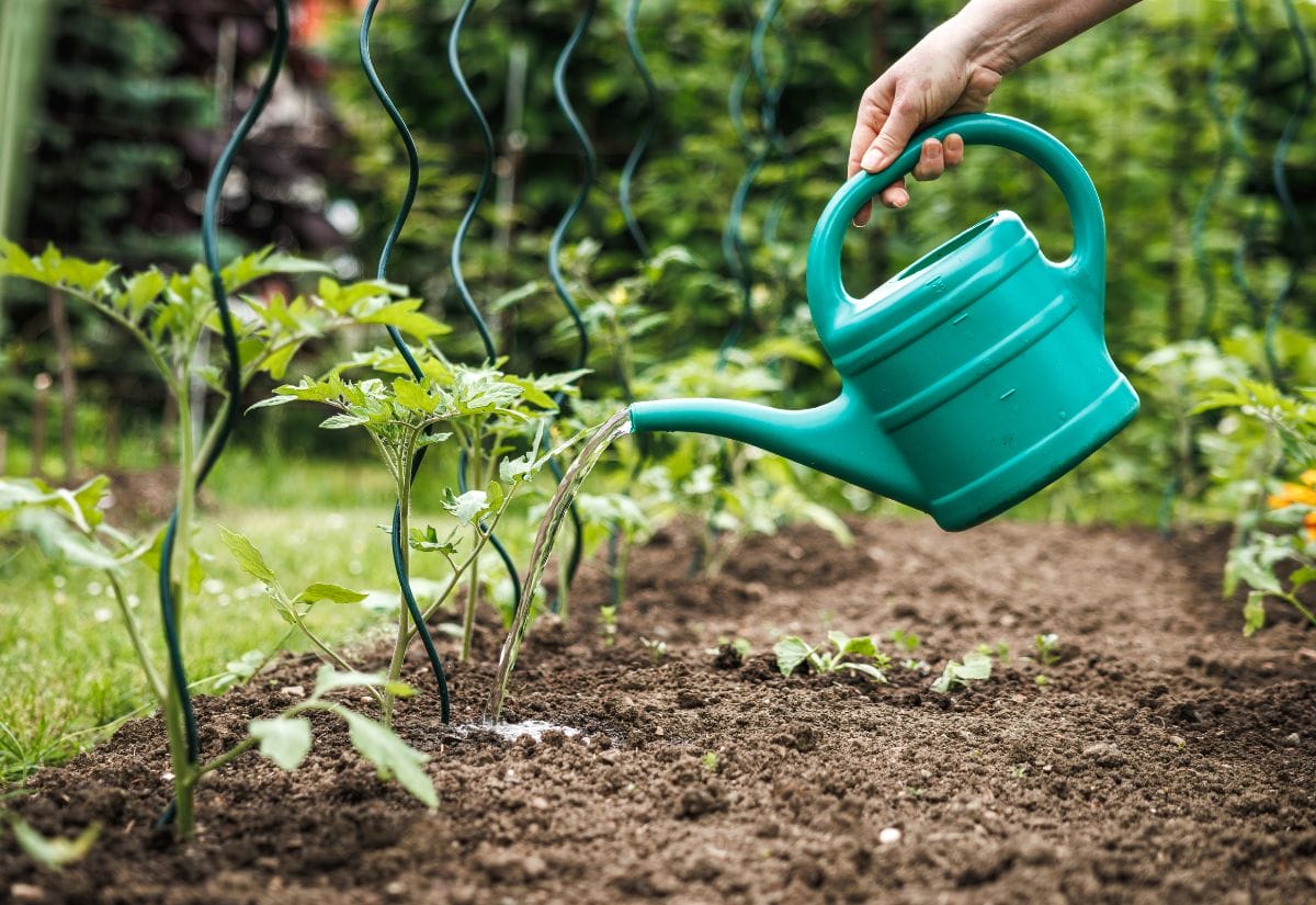 A hand watering young tomato plants with a green watering can in a garden bed.