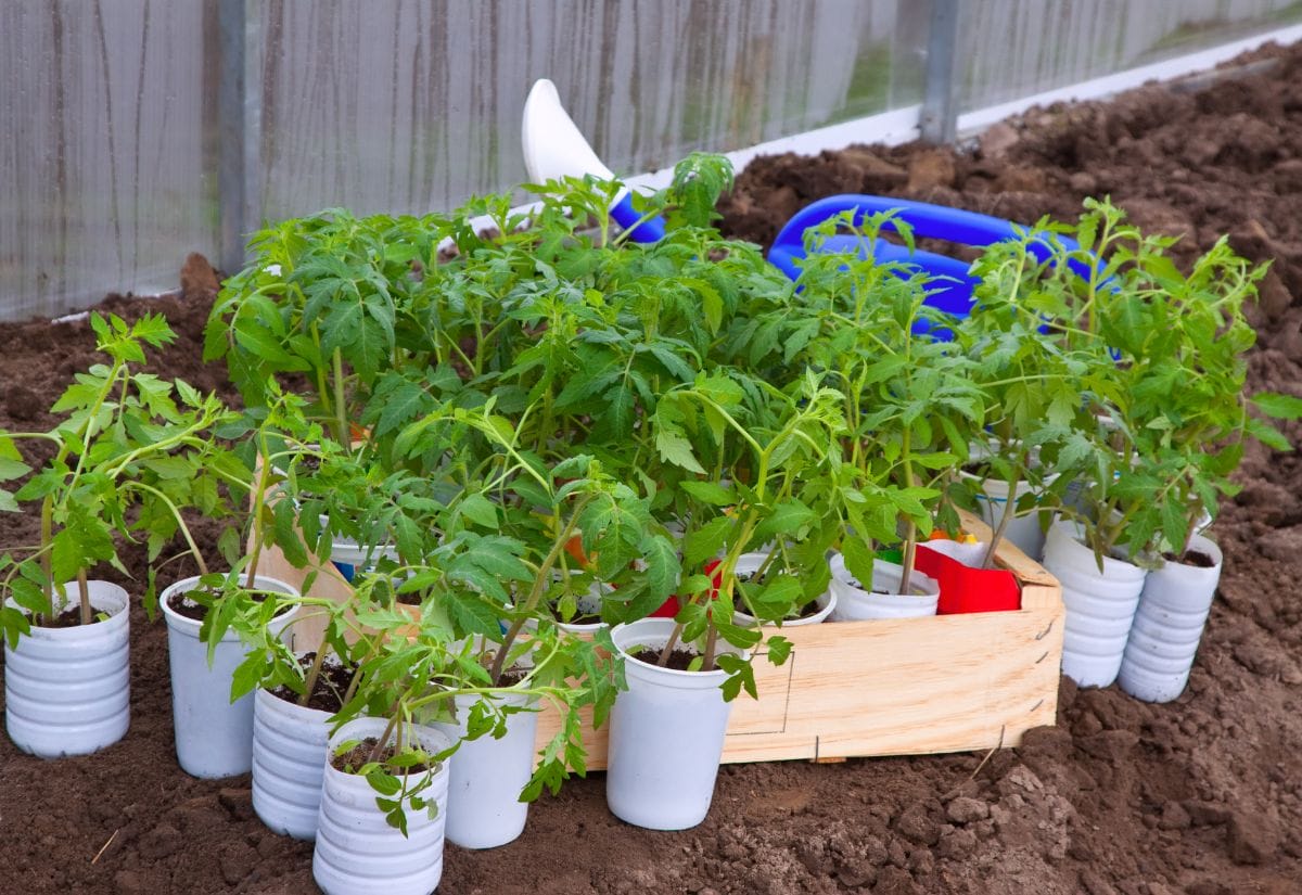 Young tomato seedlings in plastic cups, ready for transplanting into the garden.