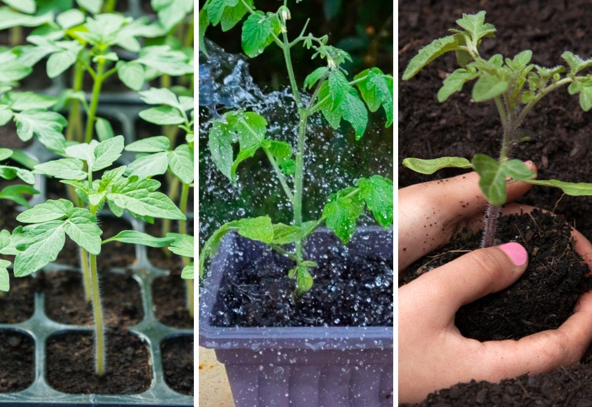 A collage of tomato seedlings at various growth stages, from seed trays to transplanting.