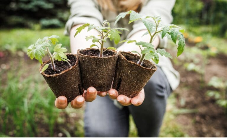 A gardener holding three potted tomato seedlings in biodegradable pots, ready for planting.