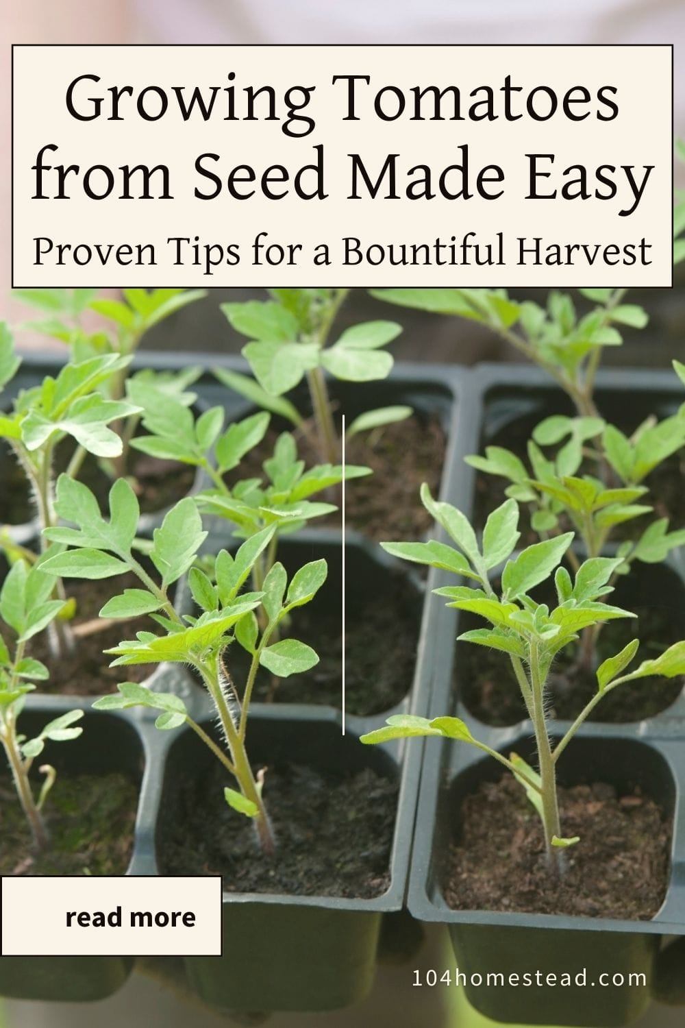 Tomato seedlings sprouting in plastic seed trays, showing vibrant green growth under natural light.