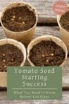 Small pots filled with soil and tomato seeds, prepped and ready for germination on a wooden surface.