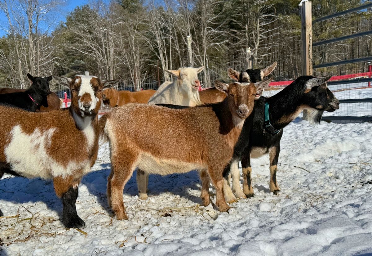 A group of goats standing confidently in a snowy pasture, surrounded by winter woods at Lone Feather Farm.