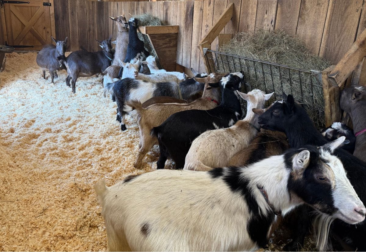 A herd of colorful goats enjoying fresh hay in a cozy wooden barn at Lone Feather Farm.