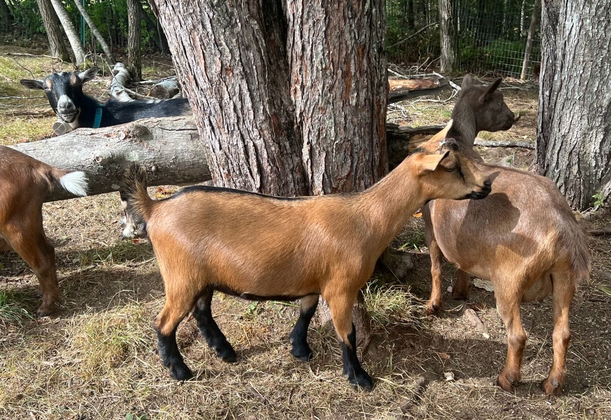 Healthy goats roaming freely among trees and logs in the wooded area of Lone Feather Farm.