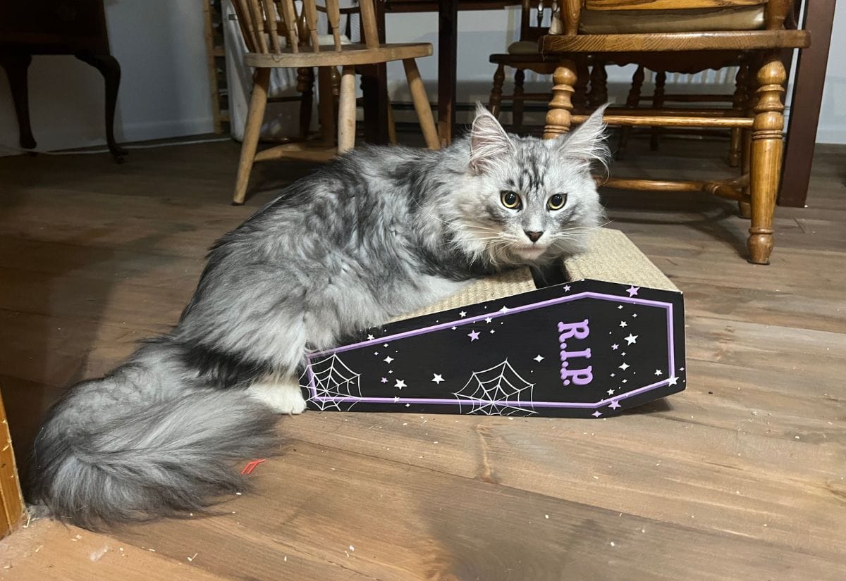 A fluffy gray Maine Coon cat lounging on a Halloween-themed coffin scratcher inside the farmhouse.