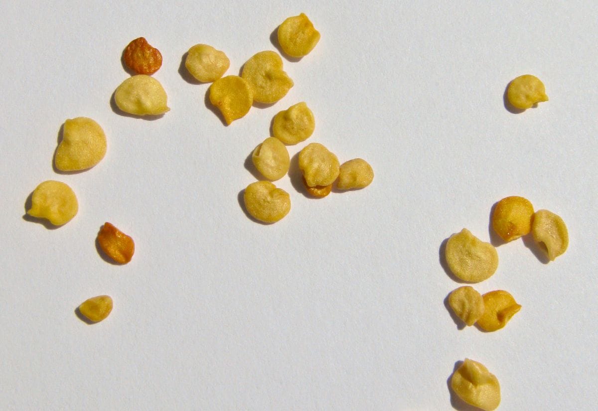 Close-up of yellow and orange pepper seeds spread out on a white surface.