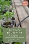 Young pepper seedlings thriving in clear plastic cups on a wooden table in a sunny garden setup.