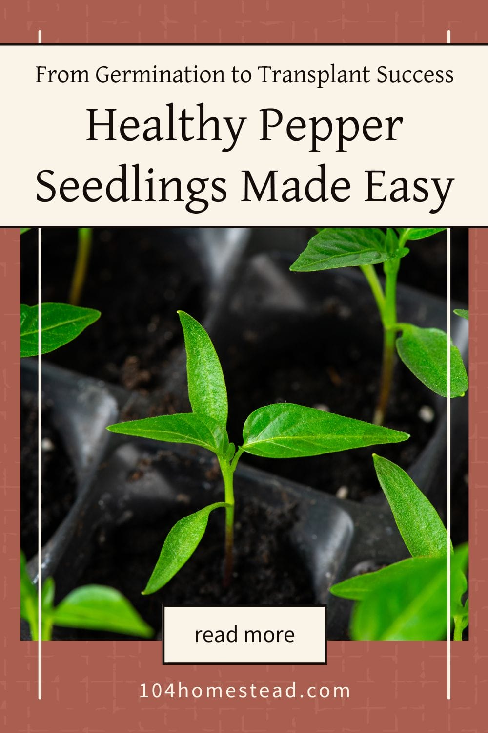 Pepper seedlings in seed trays, vibrant and ready to be transplanted for further growth.