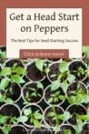 Rows of pepper seedlings sprouting in small containers, highlighting a perfect seed-starting setup.